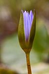 Flowering In Mauritius Stock Photo