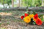 Flowers In The Park Stock Photo