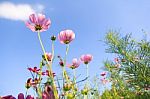 Flowers With Blue Sky Stock Photo