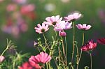 Flowers With Blue Sky Stock Photo