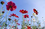 Flowers With Blue Sky Stock Photo