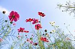 Flowers With Blue Sky Stock Photo