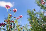 Flowers With Blue Sky Stock Photo