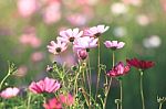 Flowers With Blue Sky Stock Photo