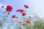 Flowers With Blue Sky Stock Photo