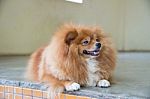 Fluffy Brown Dog Stock Photo