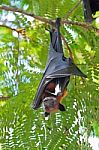 Flying Fox Stock Photo