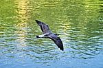 Flying Seagull Stock Photo