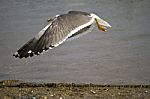 Flying Seagull Stock Photo