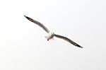 Flying Seagull Isolated On White Stock Photo