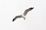 Flying Seagull On White Background Stock Photo