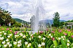 Fountain In The Siam-tulip Flower Garden In Chiang Mai, Rajapruk Stock Photo