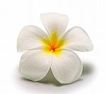 Frangipani  Isolated On White Backgro Stock Photo