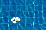 Frangipani On Pool Stock Photo