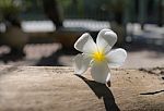 Frangipani (plumeria) , In  Color And Blur Style For Background Stock Photo