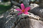 Frangipani (plumeria) , In  Color And Blur Style For Background Stock Photo