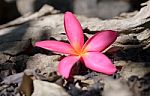 Frangipani (plumeria) , In  Color And Blur Style For Background Stock Photo