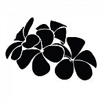 Frangipani Silhouettes For Design Stock Photo