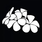 Frangipani Silhouettes For Design Stock Photo