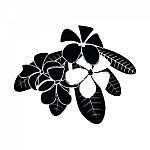 Frangipani Silhouettes For Design Stock Photo