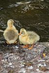 Free Yellow Chicks In Nature Stock Photo