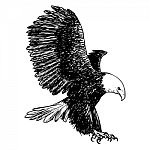 Freehand Sketch Illustration Of Eagle, Hawk Bird Stock Photo