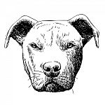 Freehand Sketch Illustration Of Pitbull Dog Stock Photo