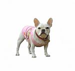 French Bulldog Stock Photo