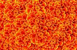 French Marigold Background Stock Photo