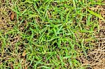 Fresh And Dry Grass Stock Photo