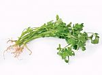 Fresh Coriander Or Cilantro Herb Stock Photo