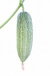 Fresh Cucumber Attach Branch On White Background Stock Photo