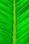 Fresh Green Leaf Stock Photo