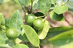 Fresh Green Lemon Stock Photo