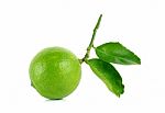 Fresh Lime Isolated On The White Background Stock Photo