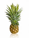 Fresh Pineapple Stock Photo