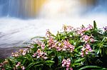 Fresh Pink Flower In Front Of Waterfall In Rain Forest Rainy Sea Stock Photo