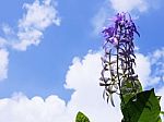 Fresh Purple Wreath Stock Photo