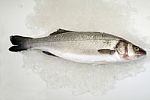 Fresh Sea Bass Stock Photo