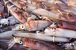 Fresh Squid Stock Photo