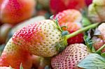 Fresh Strawberries Stock Photo