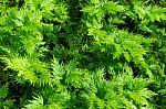 Freshness Green Of Selaginella Involvens Fern Stock Photo