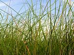 Freshness Vetiver Grass Blade In The Countryside Stock Photo