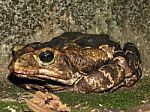 Frog Stock Photo