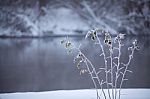 Frozen Grass Close Up On A Riverbank. Winter Misty Cloudy Snowy Stock Photo