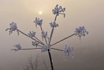 Frozen Plant Stock Photo