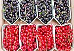 Fruit Baskets With Red Berries And Black Currants Stock Photo