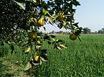 Fruit Tree Stock Photo