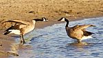 Funny Expressive Talk Between Two Canada Geese Stock Photo