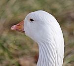 Funny Isolated Photo With A Sleepy Snow Goose On The Grass Field Stock Photo